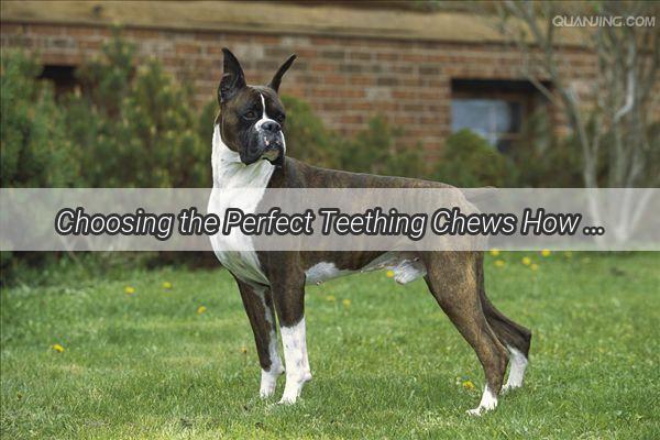 Choosing the Perfect Teething Chews How Old Should Your Dog Be to Start Using Them